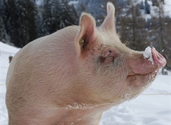 glückliches Schwein