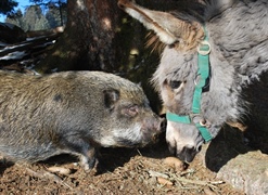 Bist du ein Wildschwein